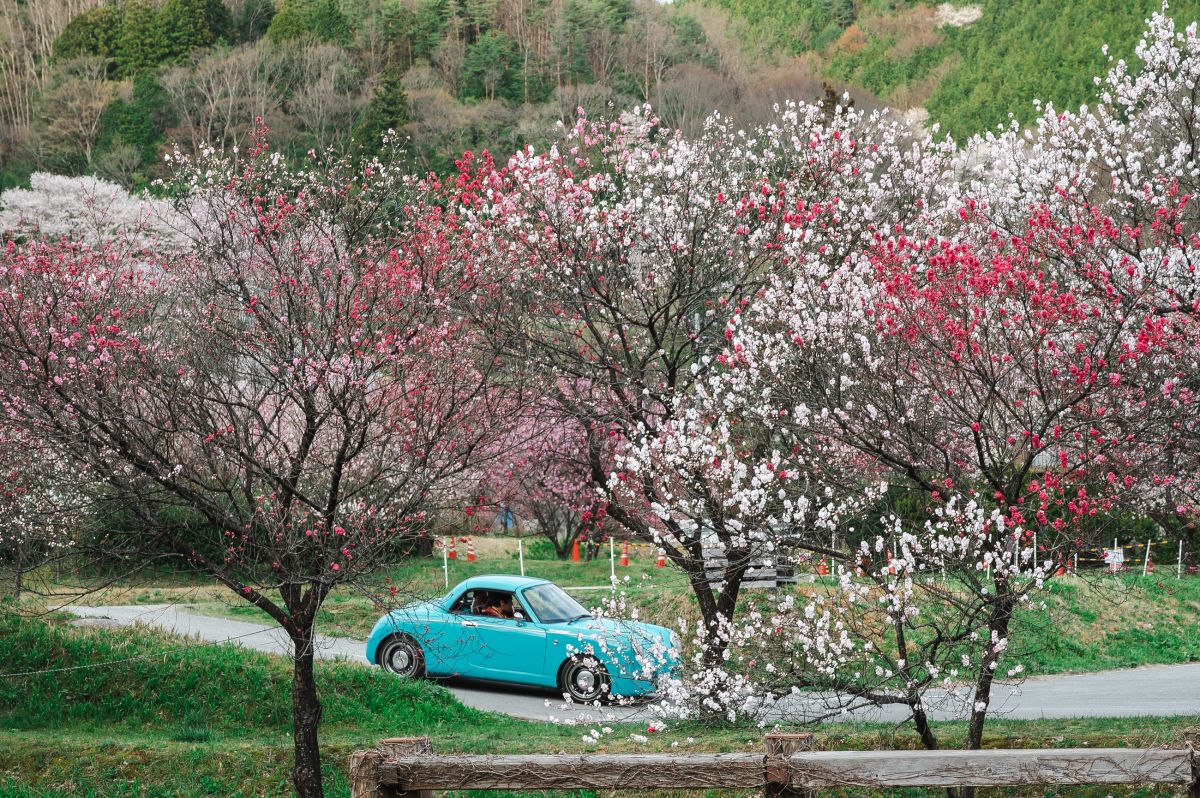 南信州の桜旅　昼神温泉